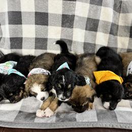 Bernedoodle Puppies from Sunny Sky Doodles