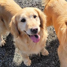 Golden Retrievers from Marshall Hill's Goldens