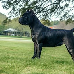 Cane Corso from Summit Cane Corso