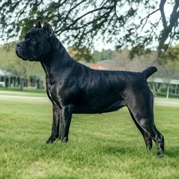 Cane Corso from Summit Cane Corso