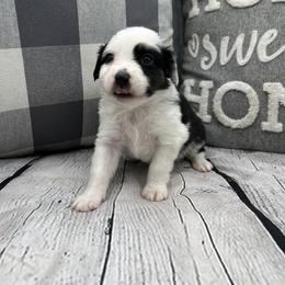 Miniature Australian Shepherd Puppies from B my Sunshines Mini Aussies