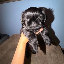 Puppy 1 - Black male Shih Tzu puppy in Lynnwood, Washington from Caroline's Shih Tzus