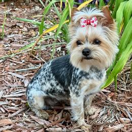 Bella - Yorkshire Terrier