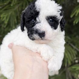 OREO small - Parti male Poodle puppy in Orlando, Florida from Denise’s Puppies
