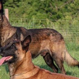 Belgian Malinois from Forever Family K9