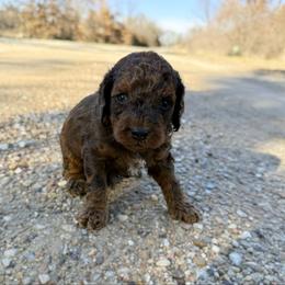 Lungo sable merle - Merle male Australian Labradoodle puppy in Wamego, Kansas from Doodles of Oz