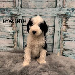 Hyacinth - Black and white female Sheepadoodle puppy in Blackfoot, Idaho from Son of a Poodle Sheepadoodles