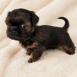 Gunner - Blue male Shih Tzu puppy in Smithville, Georgia from The Luckie Puppy