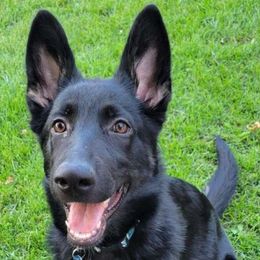 Denali - German Shepherd