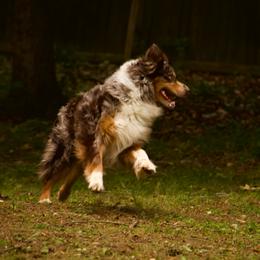 Lincoln - Australian Shepherd