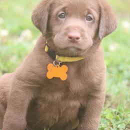 Yellow Girl - Chocolate female Labrador Retriever puppy in Capron, Virginia from Triple Creek Kennel