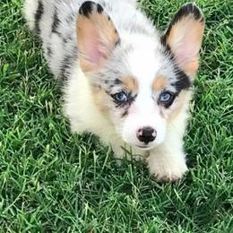 American Corgi and Pembroke Welsh Corgi Puppies from Magnolia Creek Corgis