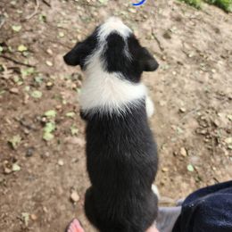 Boy 3 - Tri-color male Border Collie puppy in Dawsonville, Georgia from BC Dogs at the Rodgers