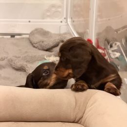 Dachshund Puppies from Andrea Swayne