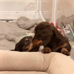 Dachshund Puppies from Andrea Swayne