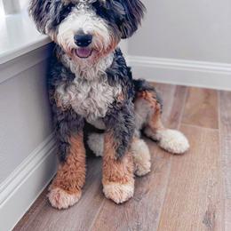 Stetson - Bernedoodle