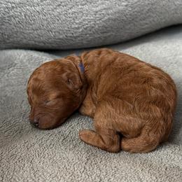 Hazel - Red  female Poodle puppy in Elkhorn, Nebraska from Orel Toy & Miniature Poodles