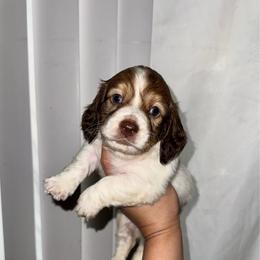 Mister Fantastic - Piebald male Dachshund puppy in Ceres, California from Rockin' M’s LilBitty Dachshunds (LBD)