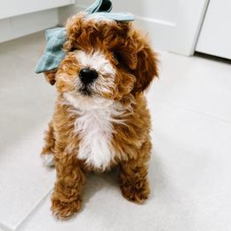 Jersey - Goldendoodle