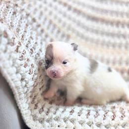 Girl 1 - female Pomeranian puppy in Plainfield, Indiana from Abby's Pampered Pooches