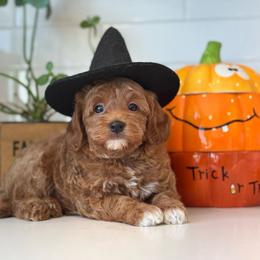 Brown - Red  male Goldendoodle puppy in Hesperia, Michigan from Red Acres Poodles & Doodles