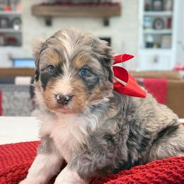 Murray - Merle male Bernedoodle puppy in Kilgore, Texas from Furry Tail Doodles