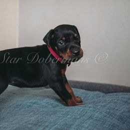 Doberman Pinscher Puppies from Black Star Dobermans