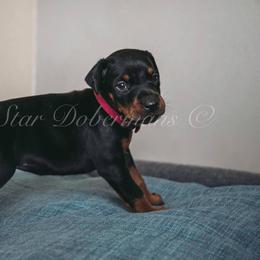 Doberman Pinscher Puppies from Black Star Dobermans