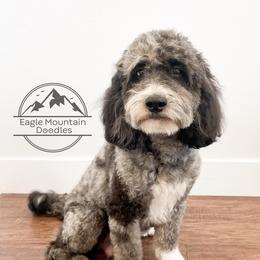 Opal - Goldendoodle