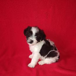 Blake - Parti male Yorkipoo puppy in Lapeer, Michigan from Puppy Kisses
