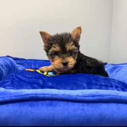 Champion sired Ben - Black and gold male Yorkshire Terrier puppy in Forest Hill, Maryland from Chikito's Yorkies