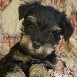 Teeny - Black and silver female Miniature Schnauzer puppy in Richardton, North Dakota from Crooked Tree Ranch