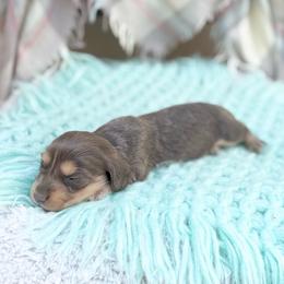 Shadow - Blue and cream male Dachshund puppy in Decatur, Mississippi from KP Dachshunds
