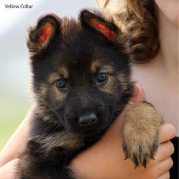 Girl 2 - Sable female German Shepherd puppy in Black Creek, Wisconsin from Copper View Farm German Shepherds and Labrador Retreivers