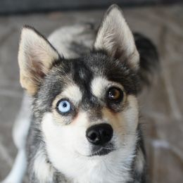 Rhea - Alaskan Klee Kai