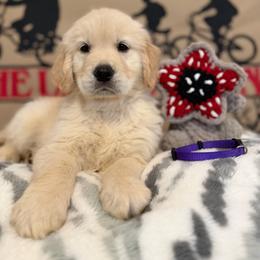 Joyce - Golden female Golden Retriever puppy in Duncan, South Carolina from Glimmer Goldens