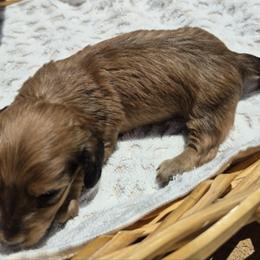 Maize AKC Long Haired shaded cream mini dachshund - Cream female Dachshund puppy in Las Cruces, New Mexico from The Dachshund Den