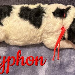 Gryphon - Parti male Poodle puppy in Independence, Kansas from Malone Standard Poodles