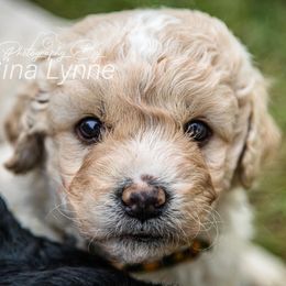 Goldendoodle Puppies from New Moon Farm Goldendoodles