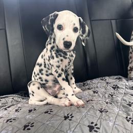Boo - White and black female Dalmatian puppy in Westworth Village, Texas from Bri’s Spot Garden