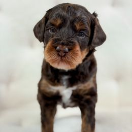 Fuji - Chocolate female Goldendoodle puppy in Sedona, Arizona from Garside Doodles
