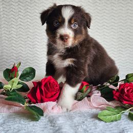 Ruger - Red tri-color male Australian Shepherd puppy in Mountain Grove, Missouri from K Bar H Farms