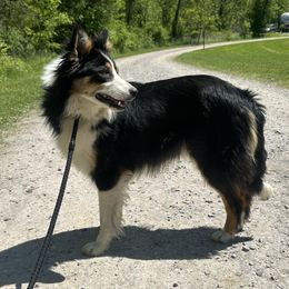 Reba - Border Collie