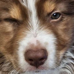 CKC Boris (Boris) - Australian Shepherd puppy from Ashe's Aussies