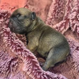 Bunkhouse Litter-Mia - Fawn female French Bulldog puppy in Kalispell, Montana from Grace & Grit Frenchies