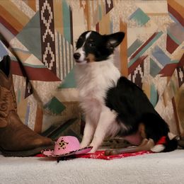 Pixie - Black white and tan female Shetland Sheepdog puppy in Altha, Florida from Hill Top Shelties