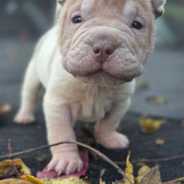 Squibs - Isabella dilute male Chinese Shar-Pei puppy in Salem, Ohio from WrinkleMonsters