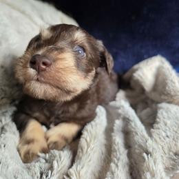 Sassy (blue eyes) - Liver female Miniature Schnauzer puppy in Panama City, Florida from Emerald Coast Schnauzers