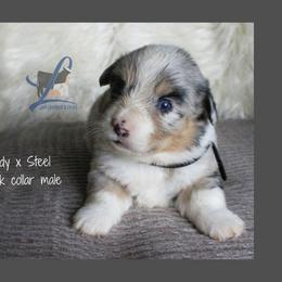 Black collar - Blue male Pembroke Welsh Corgi puppy in Wayne City, Illinois from Lash Livestock & Corgis