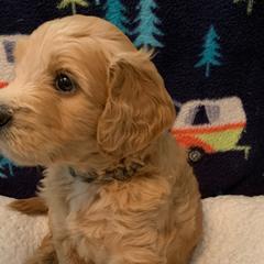 Boy 3 Camo Collar - Apricot Goldendoodle puppy in Spring, Texas from Spring Doodles